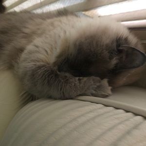 Meet your Posher, Savannah